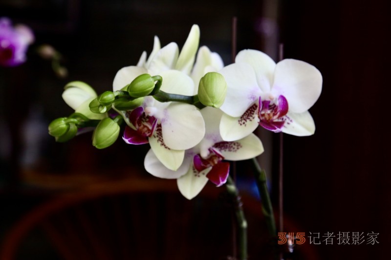 孫建軍攝影:蘭之韻