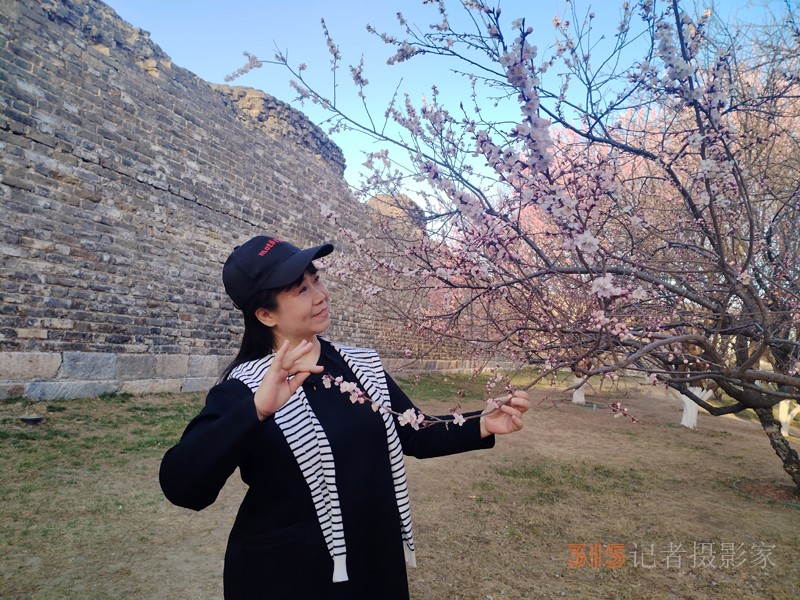 春分時節明城墻樂游賞梅