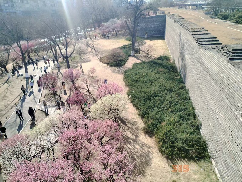 春分時節明城墻樂游賞梅