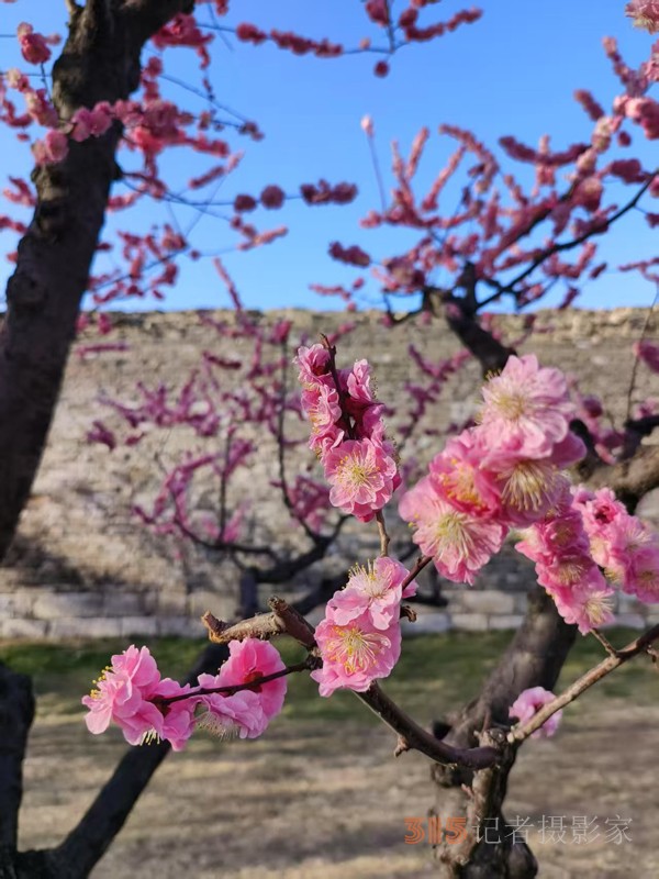 春分時節明城墻樂游賞梅