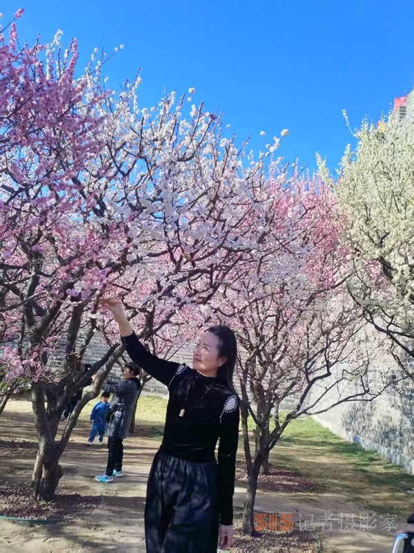 春分時節明城墻樂游賞梅