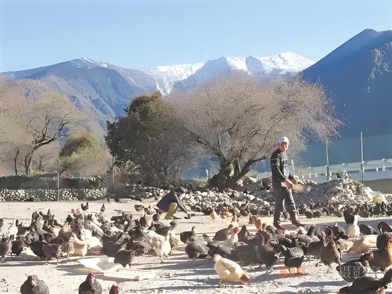 高原上的魯商引擎～-林芝市魯商產(chǎn)業(yè)園的藏區(qū)協(xié)同發(fā)展紀(jì)實(shí) 