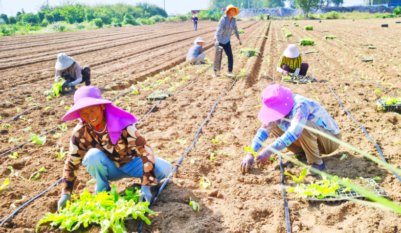 晴好天氣忙移栽，萵筍種植正當(dāng)時(shí)