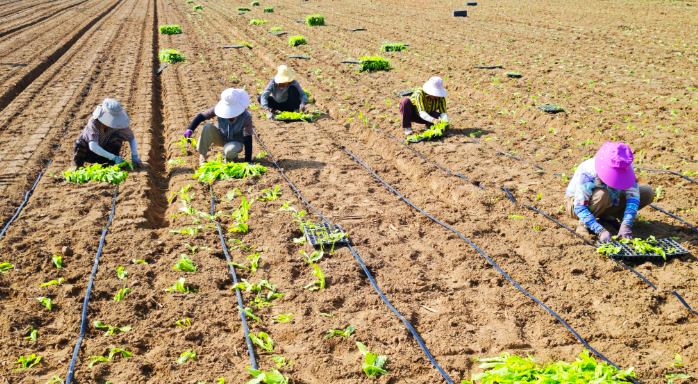 晴好天氣忙移栽，萵筍種植正當(dāng)時(shí)