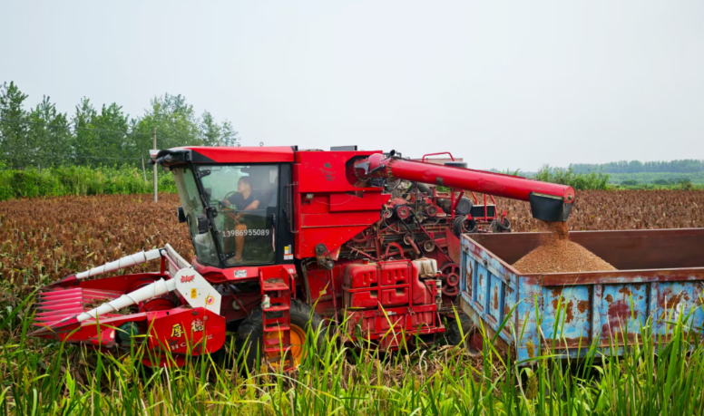  紅高粱喜獲豐收