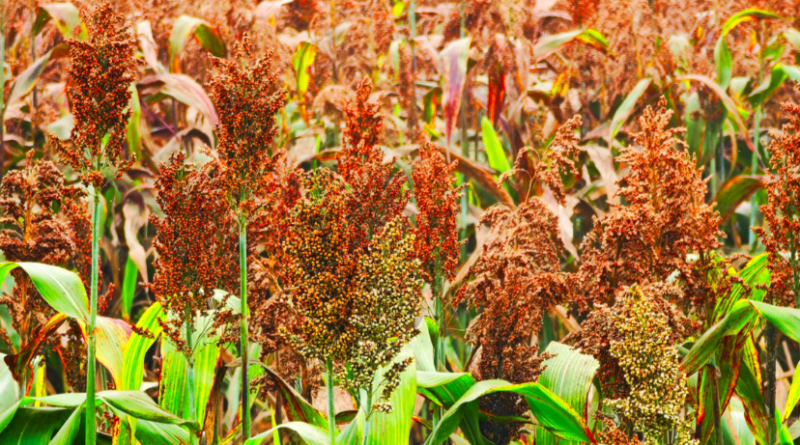  紅高粱喜獲豐收