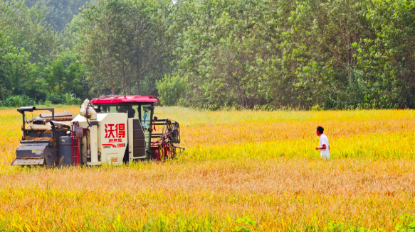 機(jī)收奏響水稻豐收曲