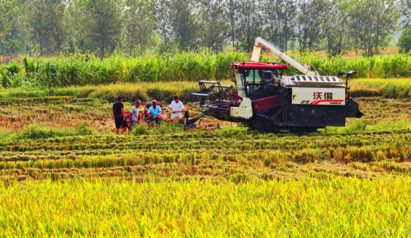 機(jī)收奏響水稻豐收曲
