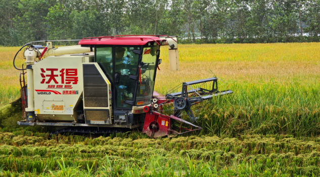 機(jī)收奏響水稻豐收曲