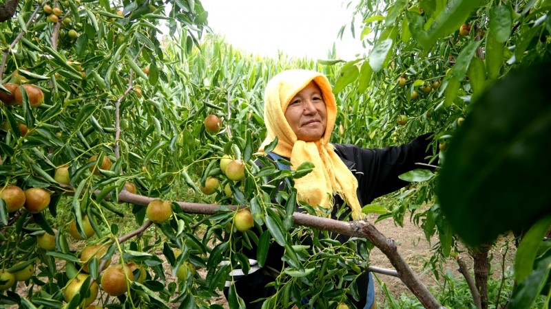 黃驊碳氫核肥冬棗基地迎豐收：增產(chǎn)三成零農殘，綠色種植結出“放心果”