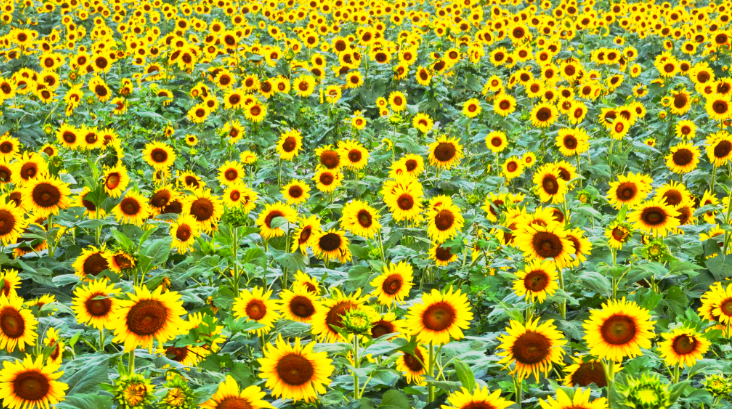 向日葵花海繪就秋日畫(huà)卷