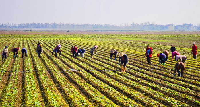 晴日間苗忙，繪就增收新“蔬”光