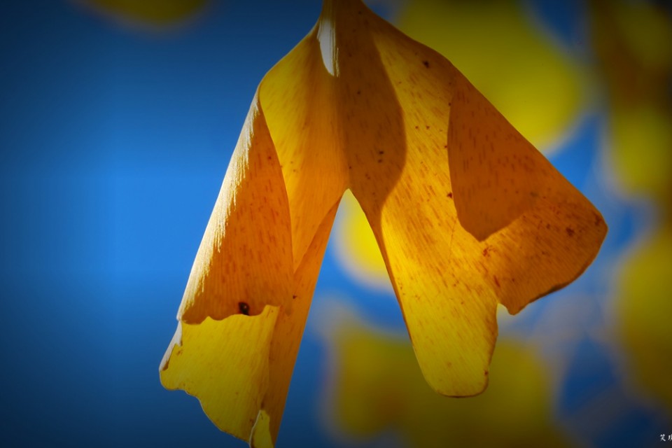 笑琰攝影與詩(shī)：與一片葉的對(duì)話(huà)