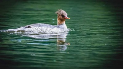 飛羽記  攝影：趙勇