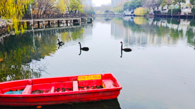 天鵝湖公園有了真天鵝，“黑羽來客”引關(guān)注