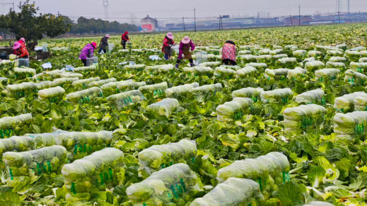 荊門沙洋：冬日白菜豐收忙，田間奏響增收曲