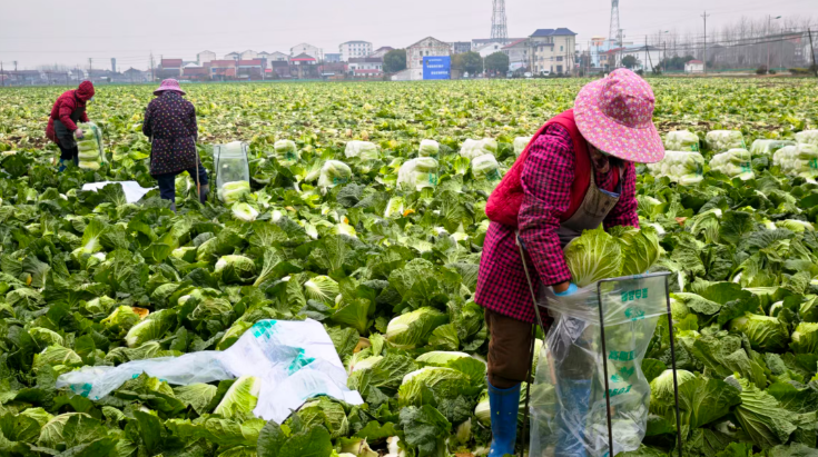 荊門沙洋：冬日白菜豐收忙，田間奏響增收曲