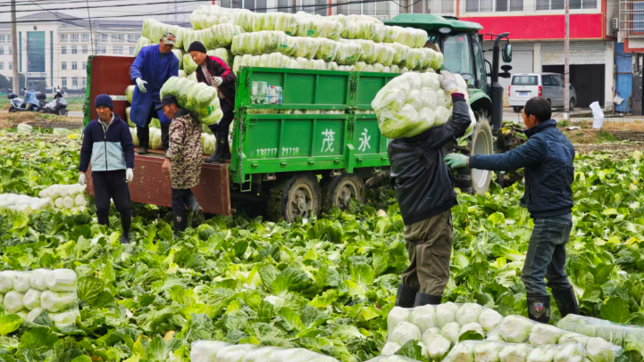 荊門沙洋：冬日白菜豐收忙，田間奏響增收曲