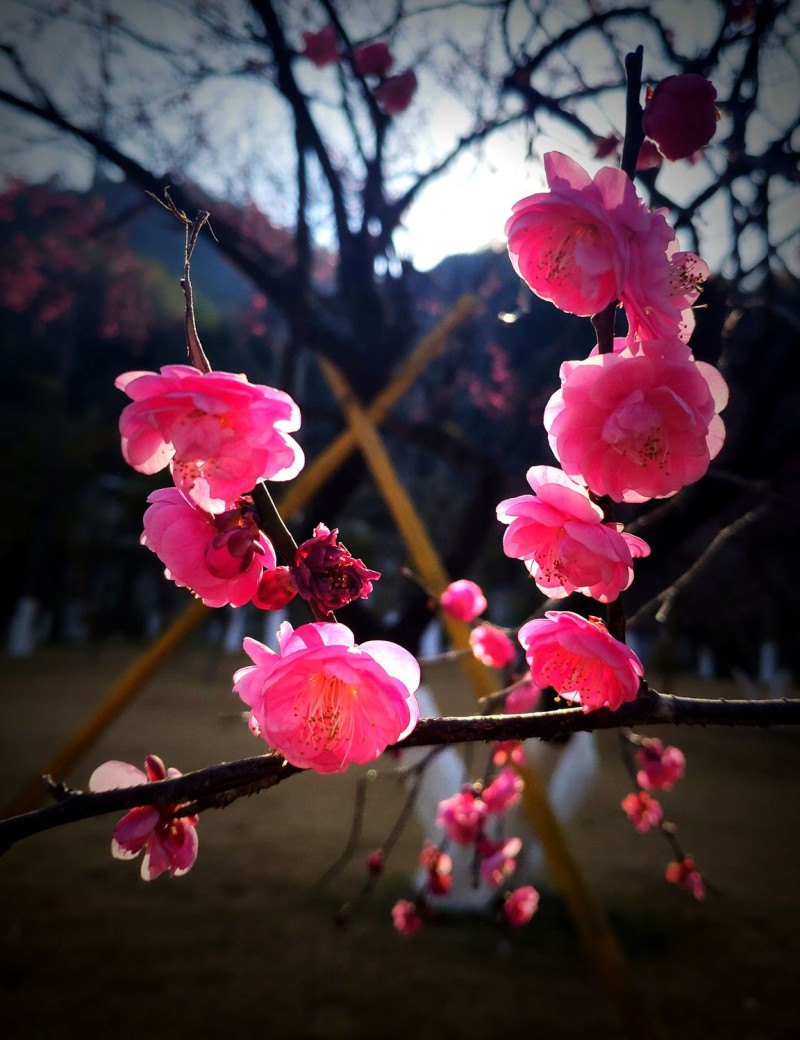 江南無(wú)所有，聊贈(zèng)一枝春   谷福林?jǐn)z影