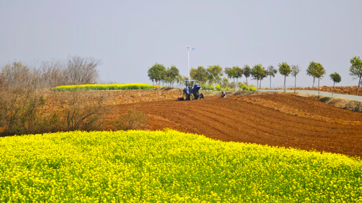 不負(fù)春光忙農(nóng)事    荊楚田野春耕圖