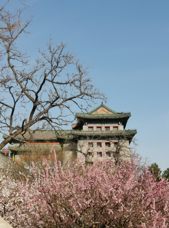 樂定坊AI俱樂部明城墻遺址公園賞花采風(fēng)雅聚活動