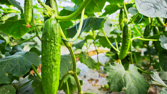 沙洋夫妻深耕大棚農(nóng)業(yè) 水果黃瓜鋪就致富新路  