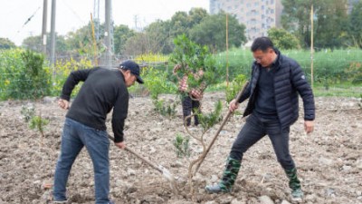 植綠護(hù)綠正當(dāng)時(shí) 扮靚美麗家園 ——浙江省樂(lè)清市北白象鎮(zhèn)垟田村開(kāi)展植樹(shù)活動(dòng)提升人居環(huán)境
