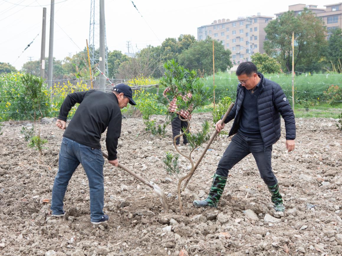 植綠護(hù)綠正當(dāng)時(shí) 扮靚美麗家園 ——浙江省樂清市北白象鎮(zhèn)垟田村開展植樹活動(dòng)提升人居環(huán)境