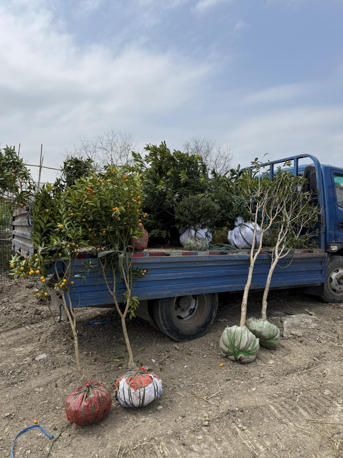 植綠護(hù)綠正當(dāng)時(shí) 扮靚美麗家園 ——浙江省樂清市北白象鎮(zhèn)垟田村開展植樹活動(dòng)提升人居環(huán)境