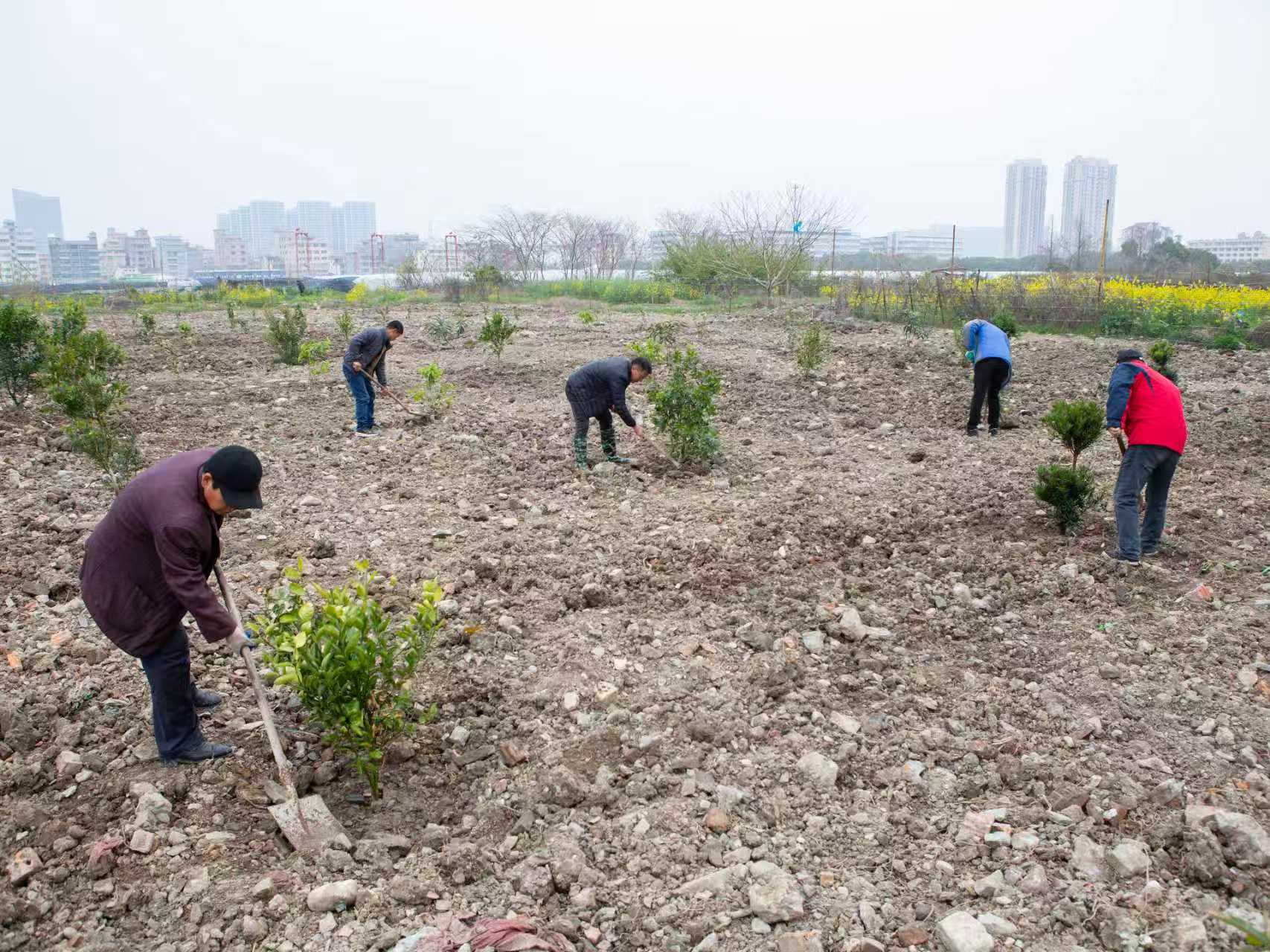 植綠護(hù)綠正當(dāng)時(shí) 扮靚美麗家園 ——浙江省樂清市北白象鎮(zhèn)垟田村開展植樹活動(dòng)提升人居環(huán)境