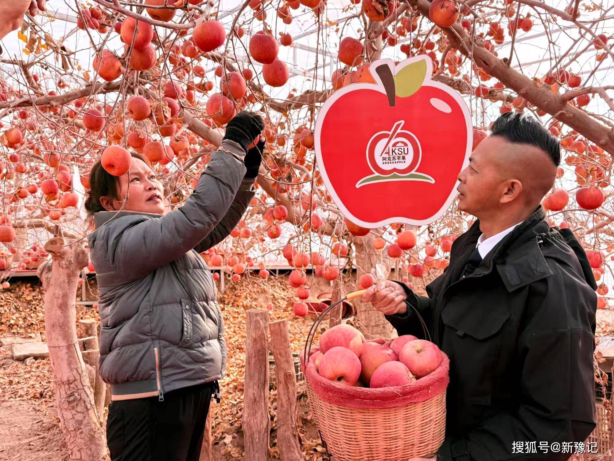 阿克蘇紅旗坡秘境蘋果園： 蘋果豐收啦！ 西域佳果枝頭迎霜