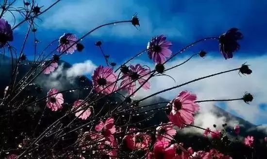 花美、云美、山美、冰美:新鄉轎頂山 花美、云美、山美、冰美:新鄉轎頂山