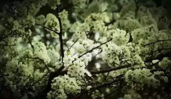 花美、云美、山美、冰美:新鄉轎頂山 花美、云美、山美、冰美:新鄉轎頂山