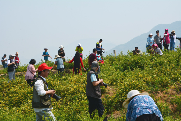 金銀花開(kāi)——靳新國(guó)攝影作品