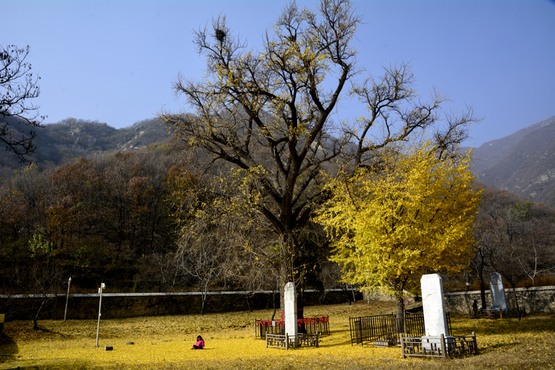 金祖山奇石奇樹奇泉奇景