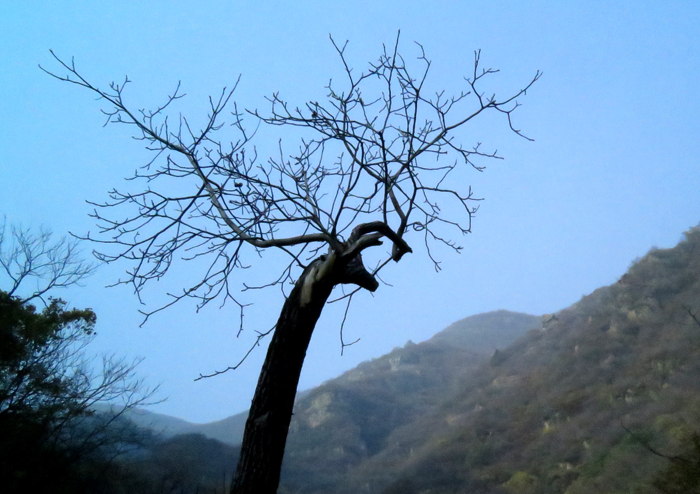 金祖山奇石奇樹奇泉奇景