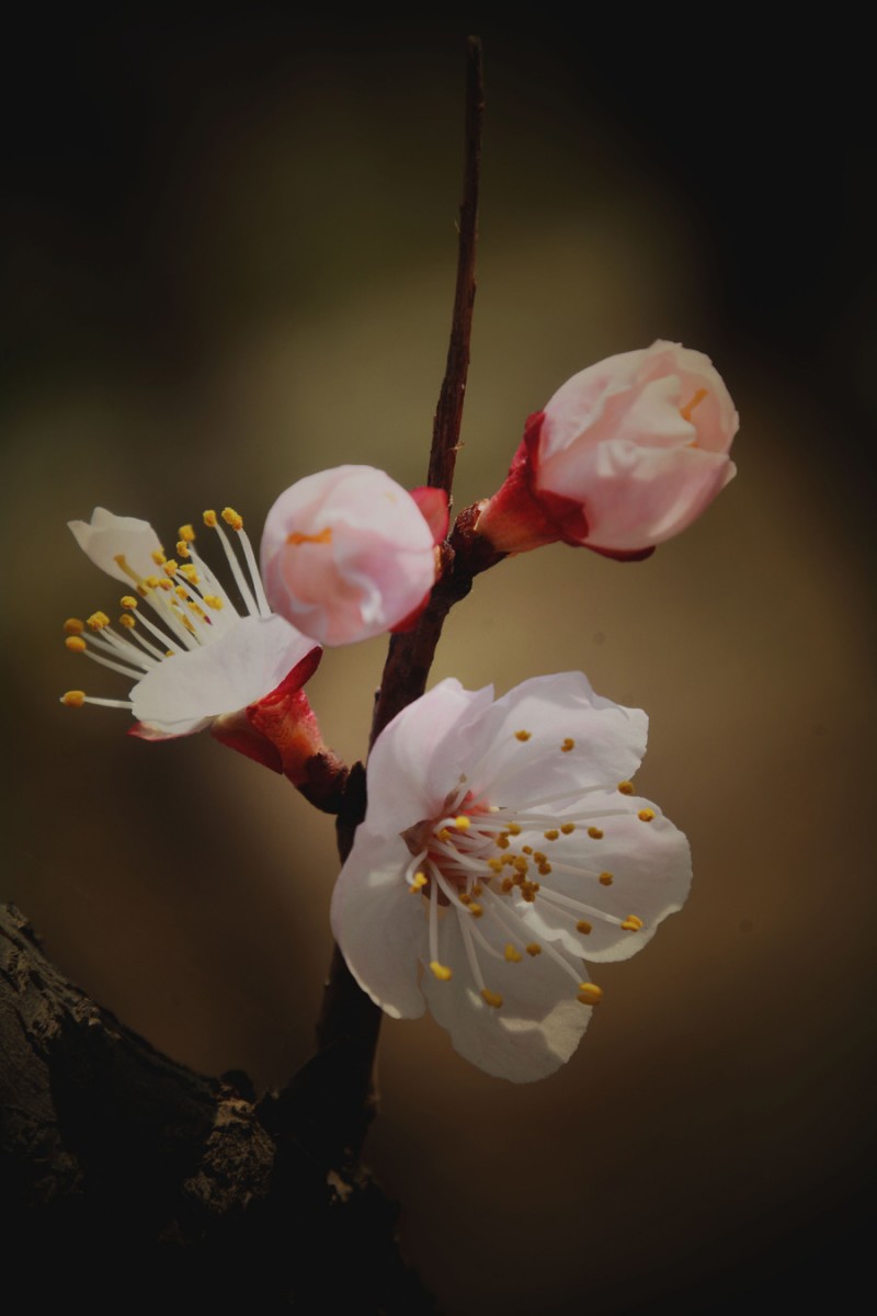 花兒開了——詩畫攝影