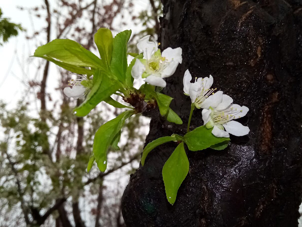 清明時分雨雪加，海棠公園看繁花
