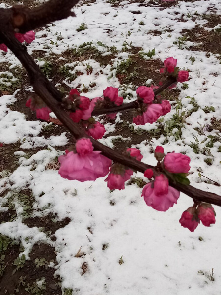 清明時分雨雪加，海棠公園看繁花