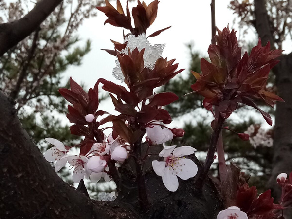 清明時分雨雪加，海棠公園看繁花
