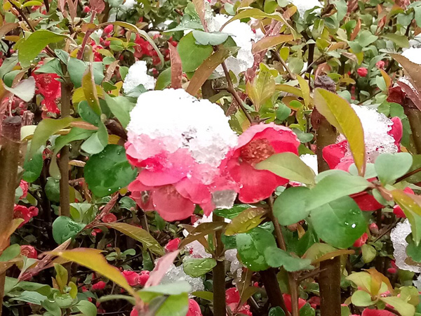 清明時分雨雪加，海棠公園看繁花