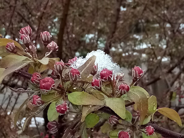 清明時分雨雪加，海棠公園看繁花