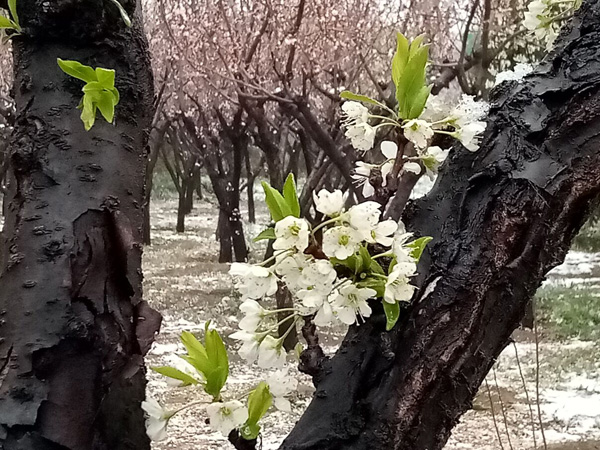 清明時分雨雪加，海棠公園看繁花