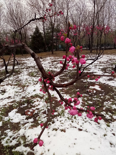 清明時分雨雪加，海棠公園看繁花