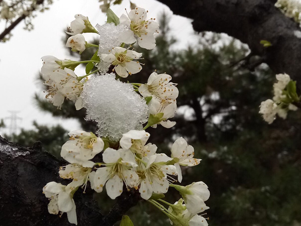 清明時分雨雪加，海棠公園看繁花