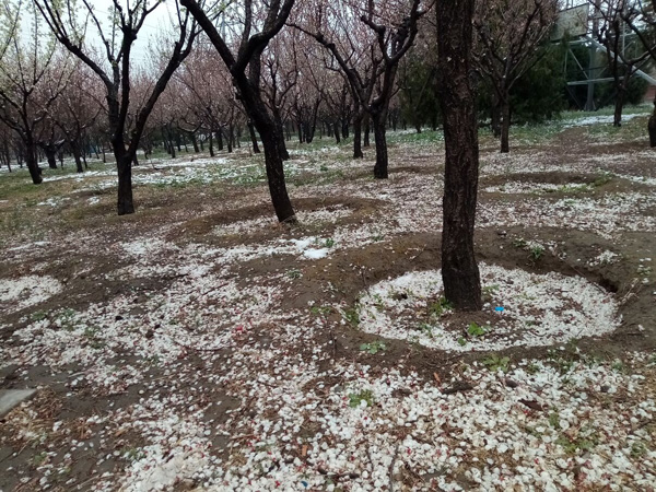 清明時分雨雪加，海棠公園看繁花