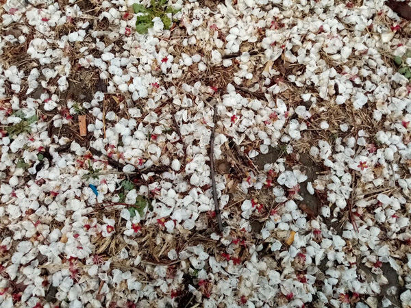 清明時分雨雪加，海棠公園看繁花