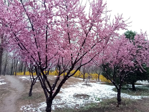 清明時分雨雪加，海棠公園看繁花
