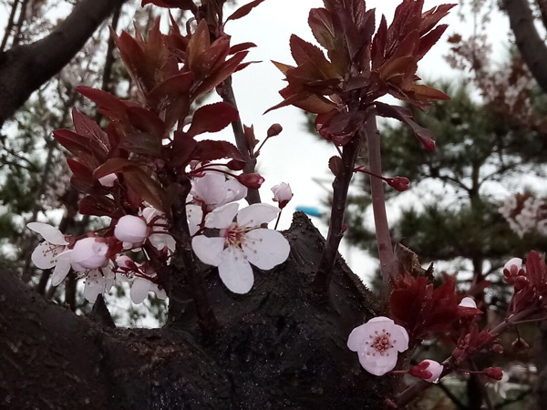 清明時分雨雪加，海棠公園看繁花
