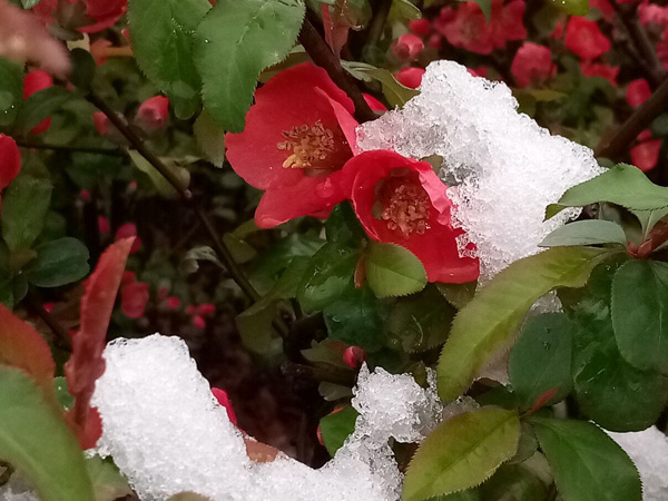 清明時分雨雪加，海棠公園看繁花